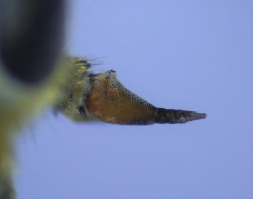 Réf. 318 755 : Hybomitra distinguenda